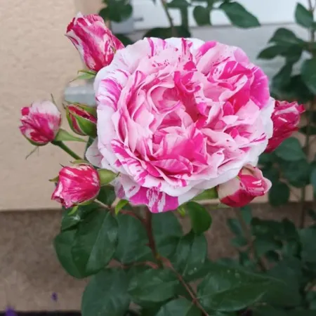 Ferienhaus Hisa Javornik Bohinj