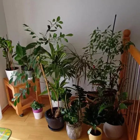 Ferienhaus Hisa Javornik Bohinj