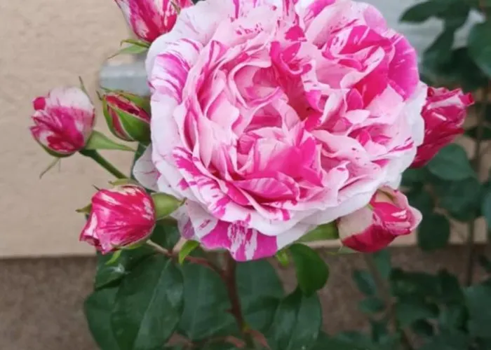 Počitniška hiša Hisa Javornik Bohinj