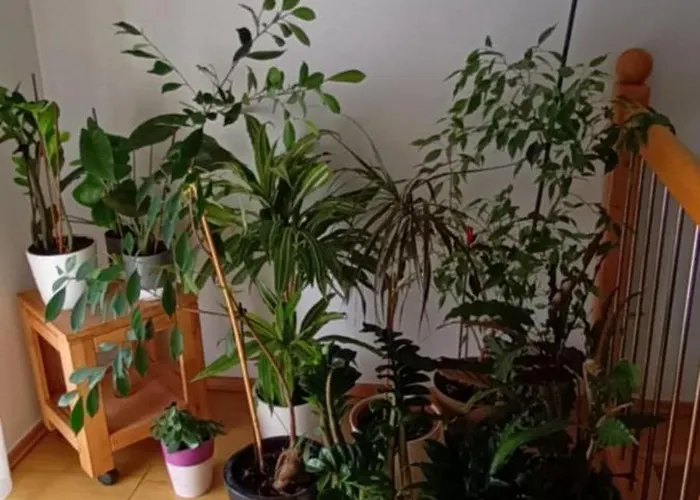 Počitniška hiša Hisa Javornik Bohinj